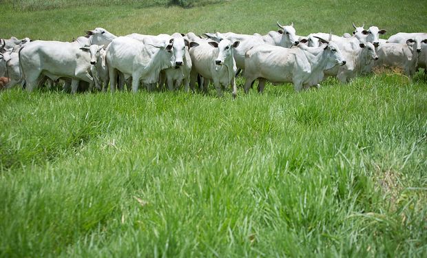 No início deste ano, a Indonésia anunciou a abertura de mercado para a carne bovina brasileira.