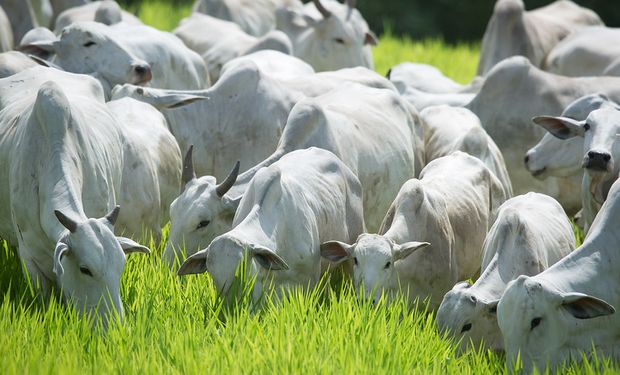 Baixo volume de negociações derruba cotação do boi gordo