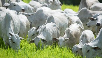 Carne bovina sobra no mercado interno