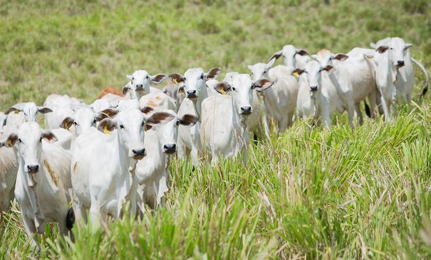 Pecuaristas se afastam do mercado enquanto aguardam por reação nos preços