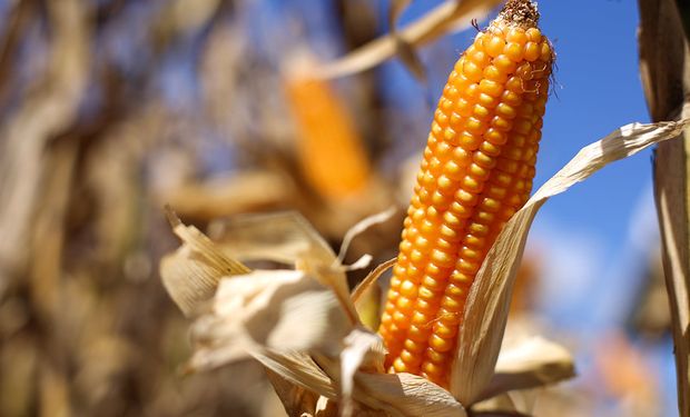 Compra do milho só será finalizada pela Conab se o produto atender aos padrões exigidos