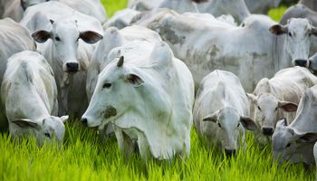 Indonésia abre mercado para exportação de gado em pé e farinhas de alimentação animal