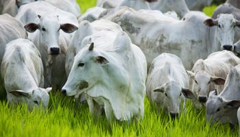IBGE revisa para cima números de abates de aves, suínos e bovinos