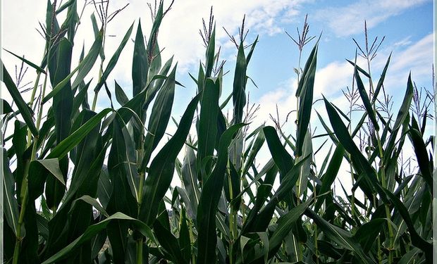 Habrá menos trigo y maiz del estimado inicialmente