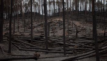 Incendios en bosques cultivados, el día después