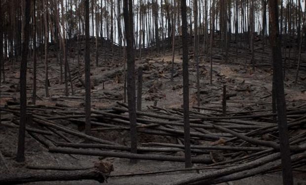 Incendios en bosques cultivados, el día después