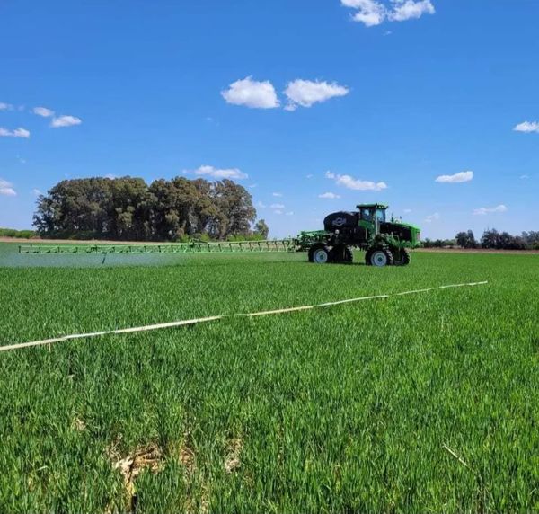 trazador ultravioleta syngenta