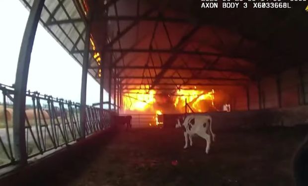 Se salvaron de milagro: el video de un policía que rescató a varias vacas atrapadas en un incendio