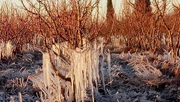 Por heladas tardías, viento zonda y granizo: Mendoza declaró la emergencia agropecuaria hasta marzo de 2025