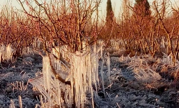 Por heladas tardías, viento zonda y granizo: Mendoza declaró la emergencia agropecuaria hasta marzo de 2025