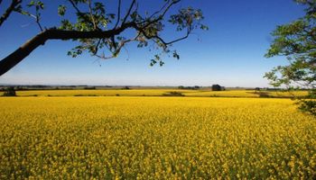 3tentos inicia processamento de canola no Rio Grande do Sul após investir R$ 60 milhões