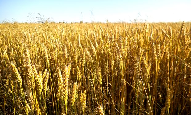 Polémica por el trigo: Creen que se puede exportar más