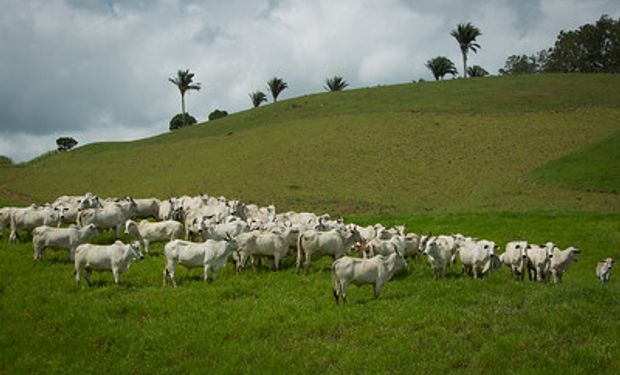 Prazo para declarar vacinação contra Febre Aftosa e contra Brucelose acaba hoje