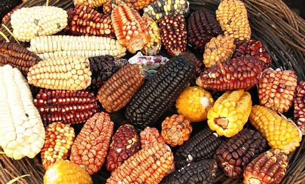 Caída de los cereales hizo descender los precios de los alimentos