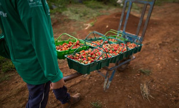 Ainda segundo a FGV, dentro da Agropecuária, o resultado foi puxado pelo crescimento da Agricultura (5,7%). (foto - Sistema CNA/Senar)