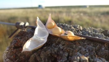 Más de la mitad de la soja se encuentra definiendo el rinde bajo estrés hídrico