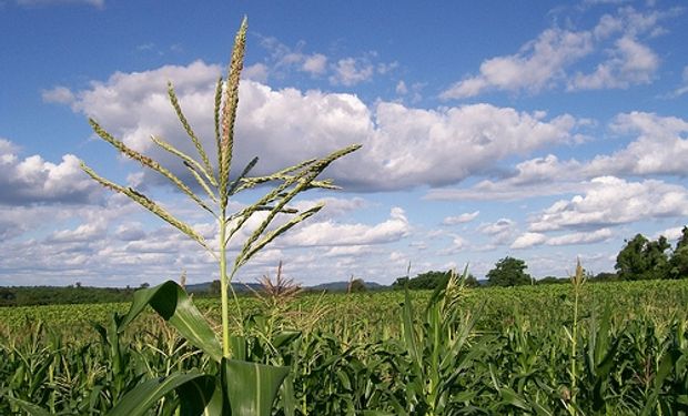 El campo necesita recuperar su rentabilidad