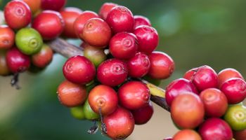 Mapeamento do café em Rondônia é tema de acordo de cooperação 