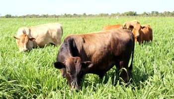 Homem é preso por furto de gado em Mato Grosso