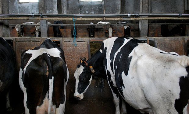 La ganancia de los tambos uruguayos se reduce a menor nivel en tres años