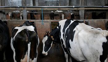 Menos leche y menos exportación
