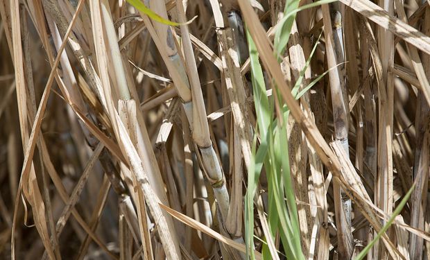 Produtividade média reportada agora está em 78 mil quilos por hectare, ante a previsão de 75,7 mil em abril.