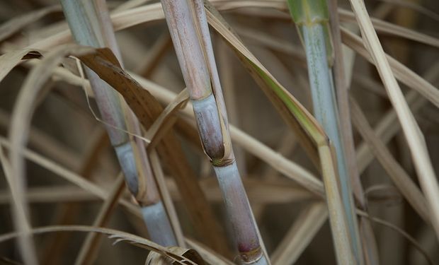 Cotação do açúcar abre maio em queda