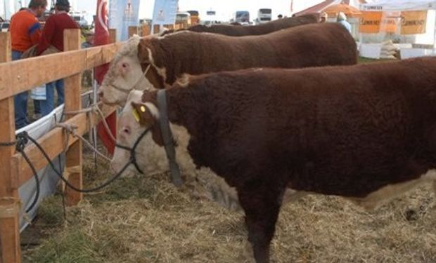 La edición 21° de la exposición será el quinto año ininterrumpido que Jotabe  participará con animales.