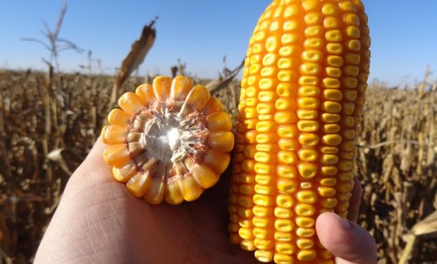 La Sociedad Rural Argentina analizó el impacto de los cambios impositivos sobre el resultado agrícola.