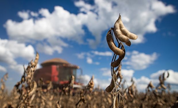 El precio de la soja, con presión bajista por las lluvias en Argentina: cuánto se pagó en Rosario