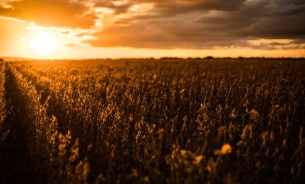Los precios de la soja, el maíz y el trigo en el mercado de Rosario