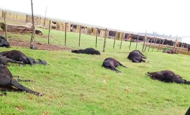 Alerta veterinaria: la causa de la muerte de 200 novillos en un campo de Entre Ríos
