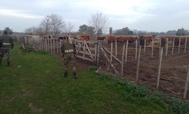 Fue a recuperar las vacas que le robaron y se encontró a un hombre con tobillera electrónica a punto de cargarlas al camión