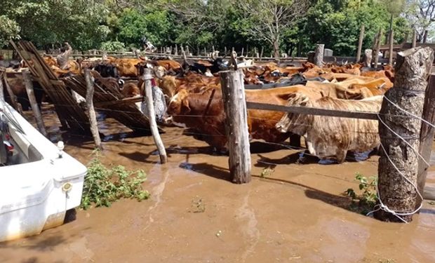 Desesperación de los productores de las Islas del Paraná para salvar al ganado del agua