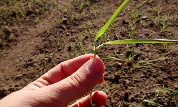 Más agronomía... ¿Es la respuesta correcta?