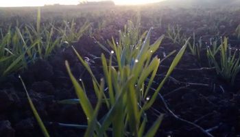 El trigo entra en la etapa final de siembra: cuál es la condición de los lotes