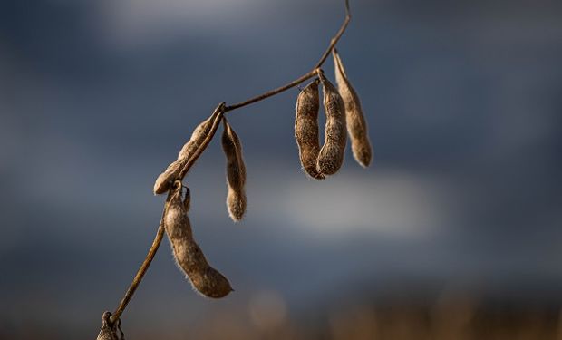 La soja sube por la incertidumbre de la cosecha en Argentina: cuánto se pagó en Rosario