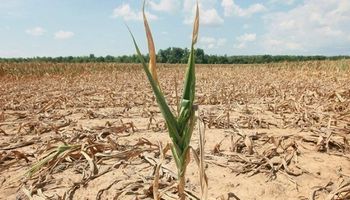 Simplifican el acceso al sistema de emergencia agropecuaria: “permite un acceso rápido y de fácil lectura”