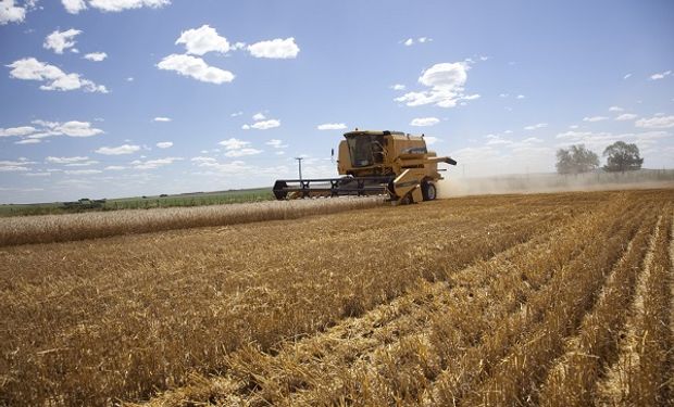 Zona núcleo triguera: qué rinde se necesita para cubrir los costos