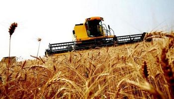 El trigo perdió más de US$ 10 por tonelada y tocó mínimos de dos semanas