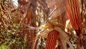 Récord en el mercado de futuros: creció un 54% el volumen negociado de maíz