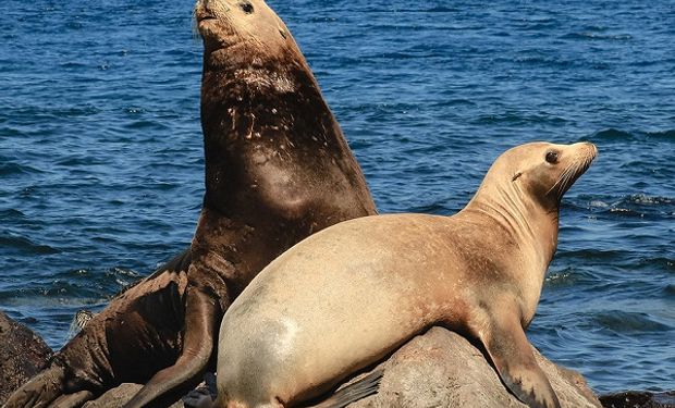 Confirman que los lobos marinos muertos en la Costa Atlántica habían contraído Influenza Aviar