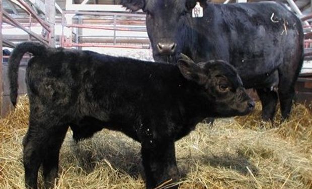 Argentina se consolida como proveedora mundial de genética bovina orientada a la producción de carne.