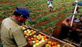 Cae la producción mundial de alimentos