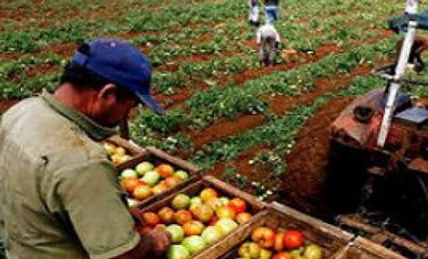 Cae la producción mundial de alimentos