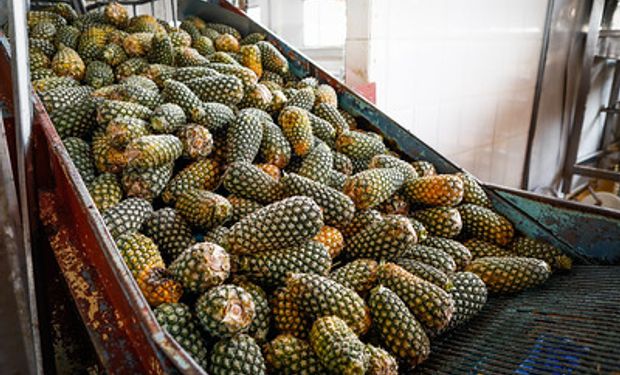 Segundo o livro “Brasil em 50 Alimentos”, da Embrapa, o abacaxi é cultivado em todo território nacional. Foto: Wenderson Araujo/Trilux