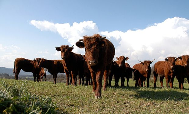 "El 75% del aumento de producción se justifica por la faena de hembras"