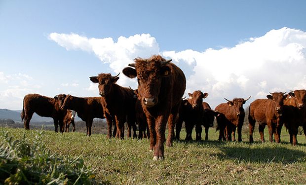 La UE elogió la calidad de la carne vacuna argentina