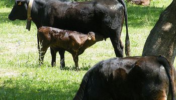 Asistencia financiera a productores ganaderos