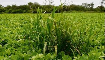 Controlando las malezas se reduce la pérdida hídrica